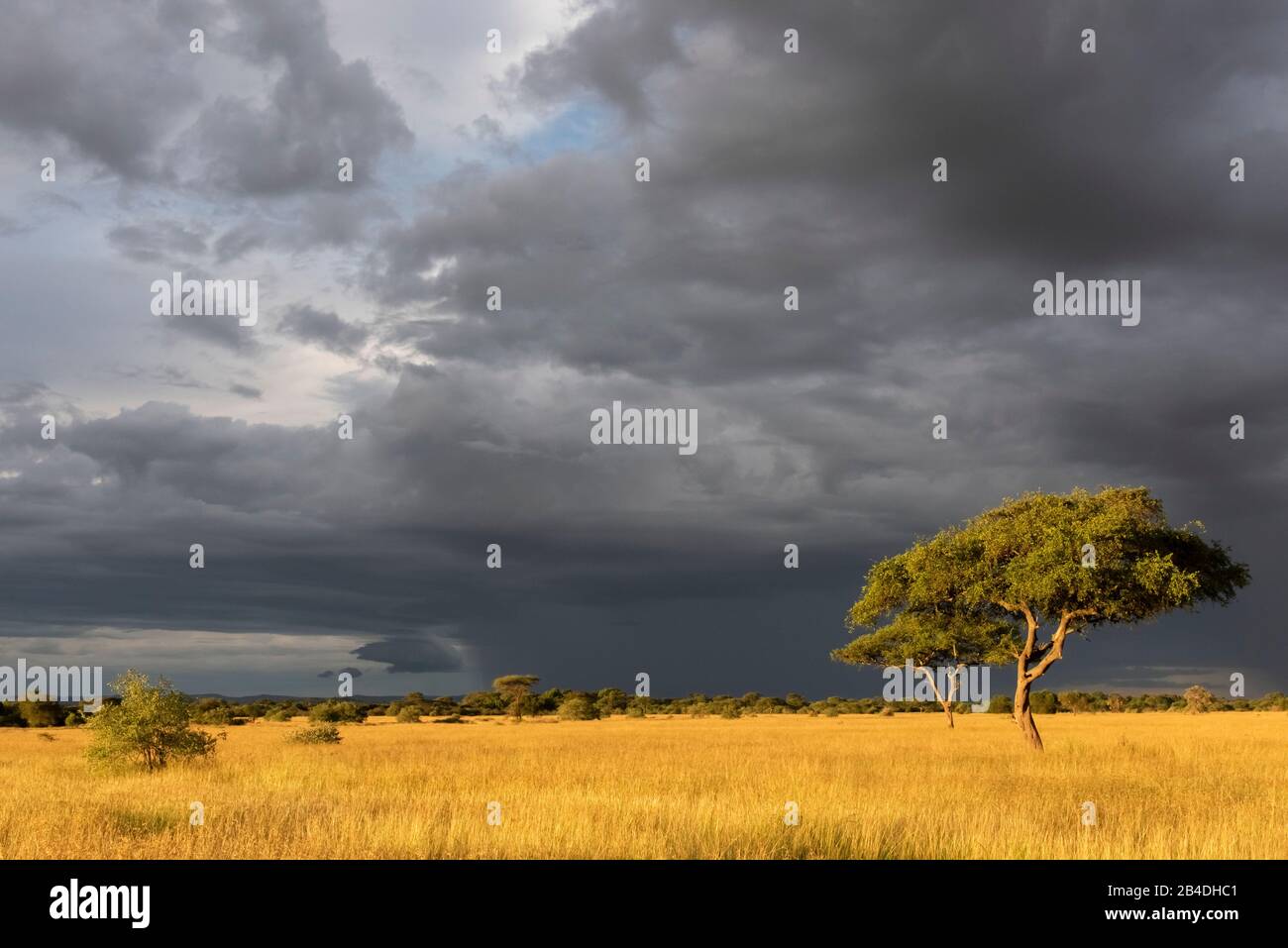 Tanzania, Norte De Tanzania, Parque Nacional Serengeti, Cráter Ngorongoro, Tarangire, Arusha Y Lago Manyara, Tormenta De Humor Foto de stock
