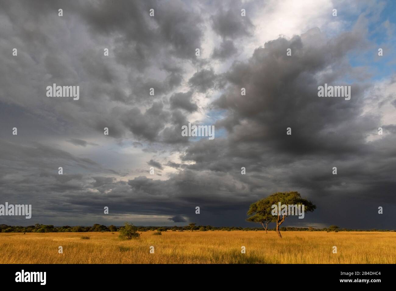 Tanzania, Norte De Tanzania, Parque Nacional Serengeti, Cráter Ngorongoro, Tarangire, Arusha Y Lago Manyara, Tormenta De Humor Foto de stock
