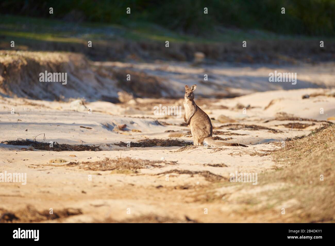 Canguro gigante gris oriental (Macropus giganteus), playa, lateral, de pie, vista en la cámara Foto de stock