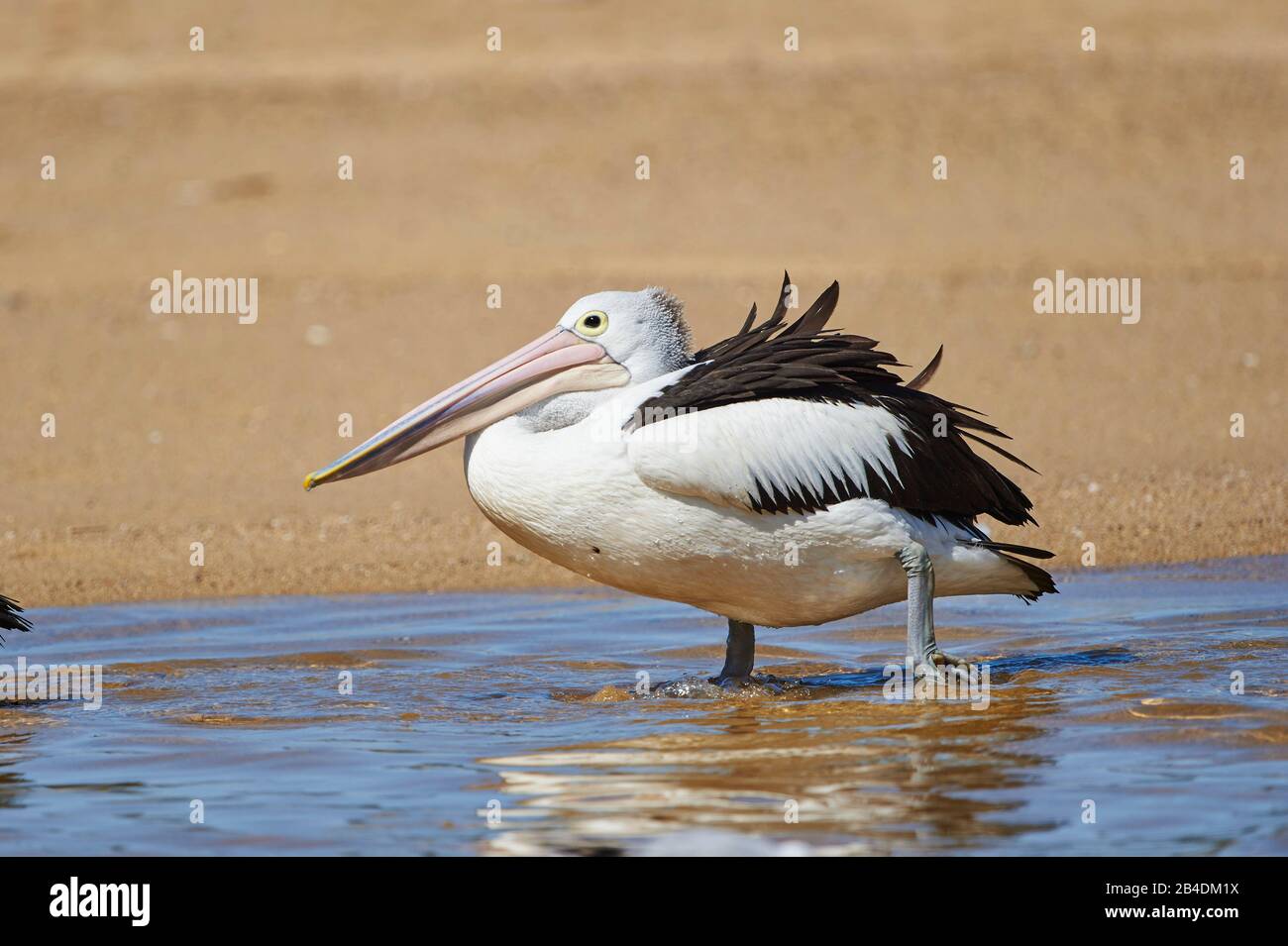 Pelican africano (Pelecanus conspicillatus), agua, caminar, primeros planos, Nueva Gales del Sur, Australia Foto de stock
