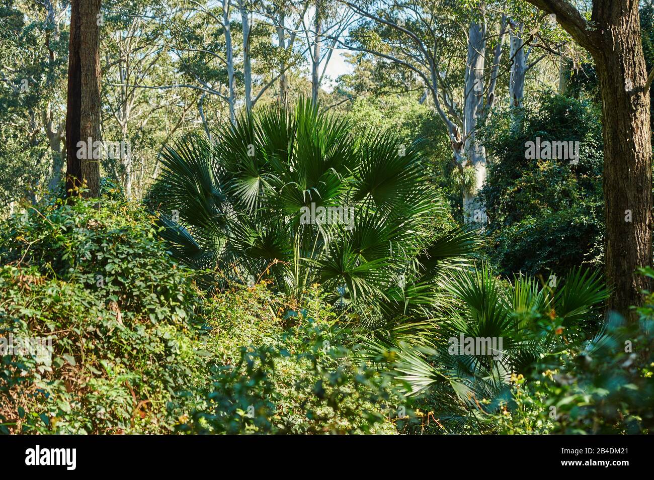Bosque de eucaliptos (Cordillera Eucalyptus) con palma paraguas australiana (Livistona australis) en primavera en el Parque Nacional Murramarang, Nueva Gales del Sur, Australia Foto de stock