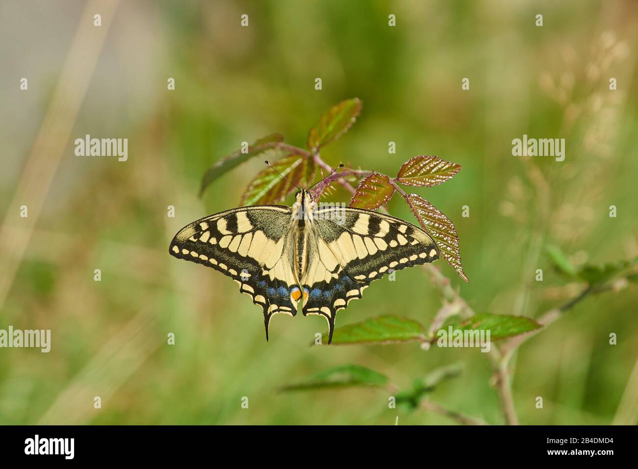 Cola de cisne, Papilio machaon, hoja de mora, vista de pájaro, en jaizkibel, país Vasco, España Foto de stock