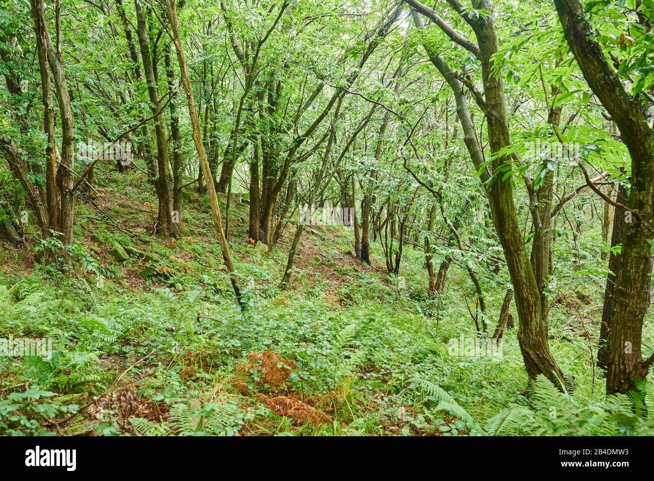 Paisaje, bosque, verano En El Camino de Santiago, país Vasco, España Foto de stock