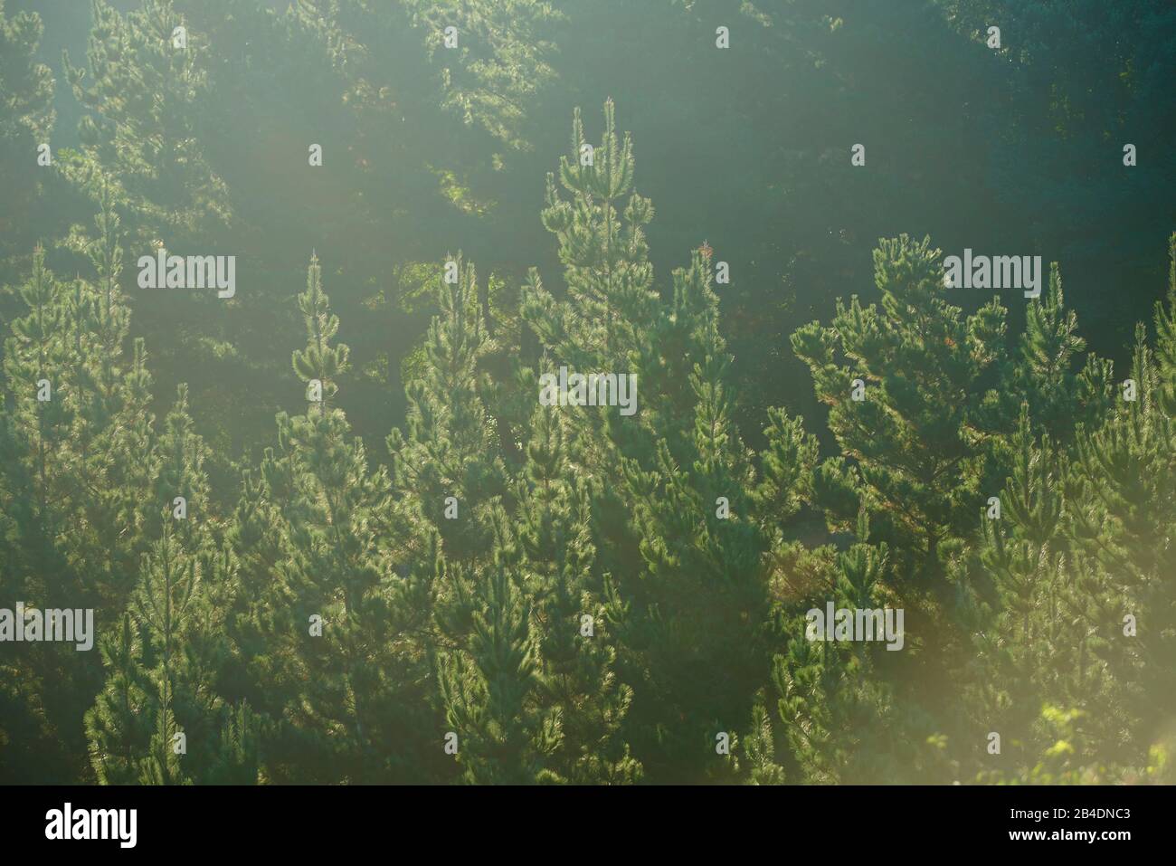 Bosque de pinos, pino negro, Pinus nigra, copas de los árboles en la luz de la mañana, luz de fondo, país Vasco, España Foto de stock