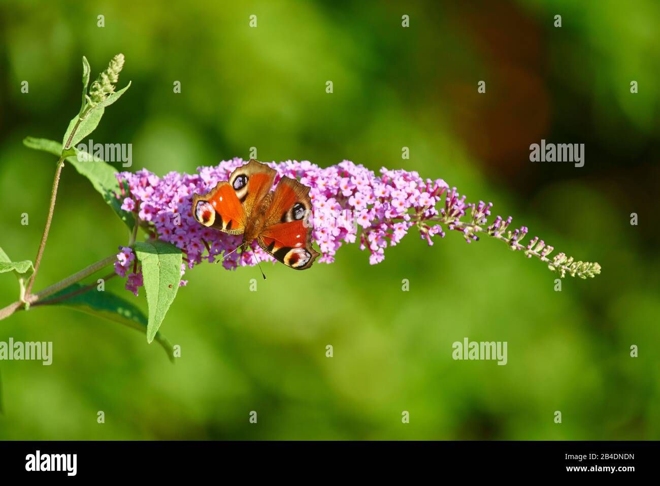 Mariposa de pavo real, Aglais io, flores de arbusto de mariposas, vista aérea, país Vasco, España Foto de stock