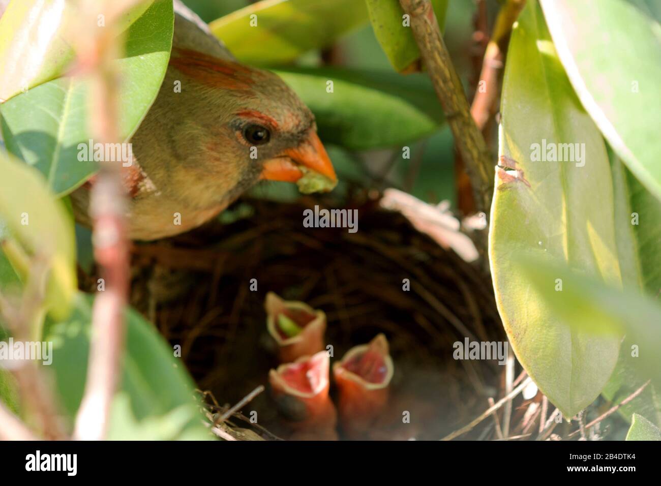 Una ave cardinal femenina tiene un gusano verde en su boca para alimentar a sus tres bebés en el nido. Uno de los bebés tiene un gusano a través. Los tres Bab Foto de stock