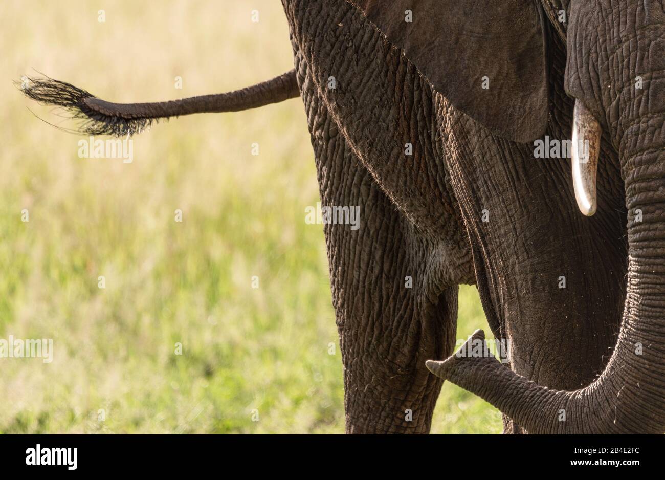 Un safari a pie, tienda y jeep por el norte de Tanzania al final de la temporada de lluvias en mayo. Parques Nacionales Serengeti, Cráter Ngorongoro, Tarangire, Arusha Y El Lago Manyara. Elefante, cierre de tronco y cola Foto de stock