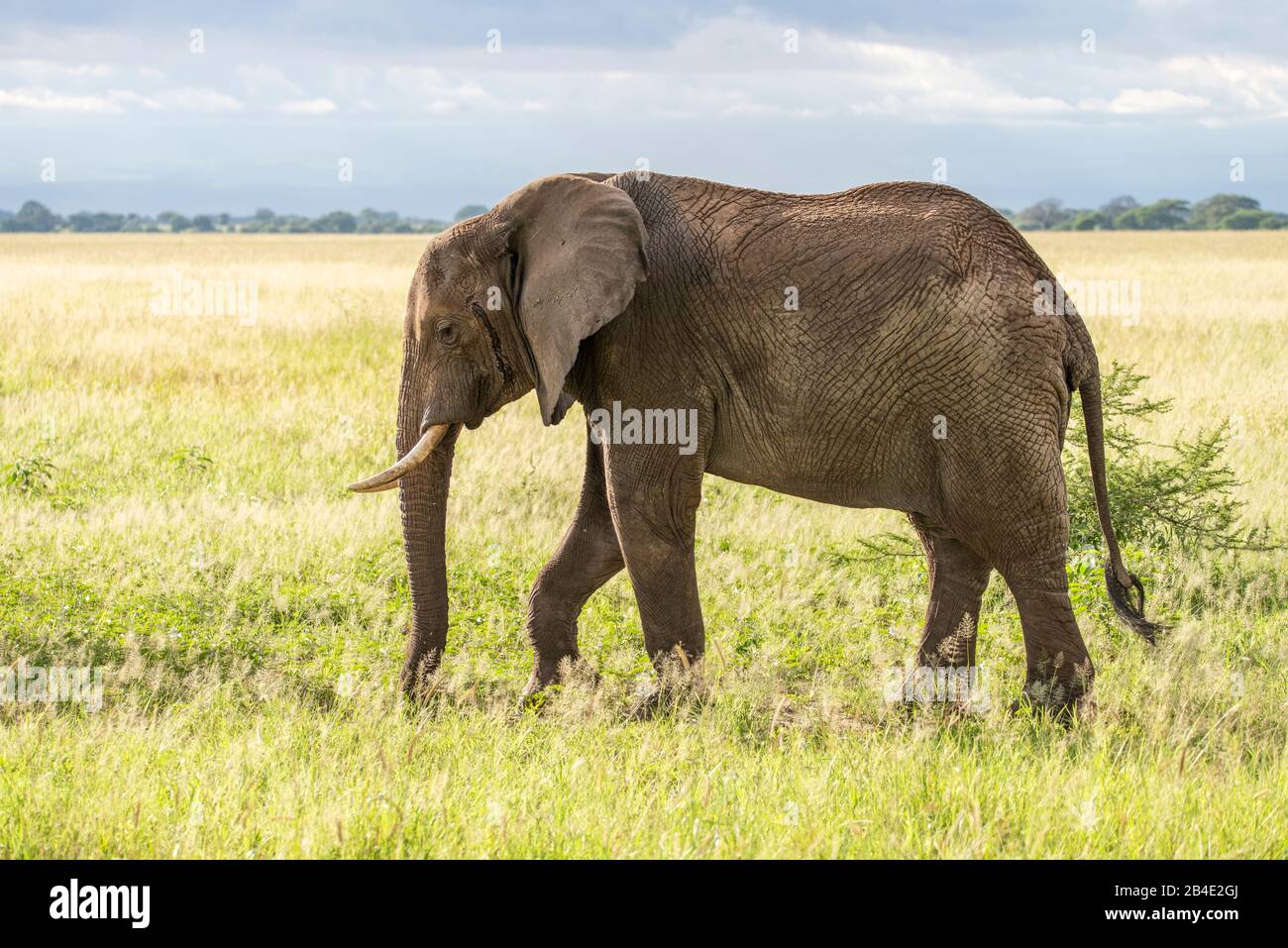 Un safari a pie, tienda y jeep por el norte de Tanzania al final de la temporada de lluvias en mayo. Parques Nacionales Serengeti, Cráter Ngorongoro, Tarangire, Arusha Y El Lago Manyara. Elefante en la sabana Foto de stock