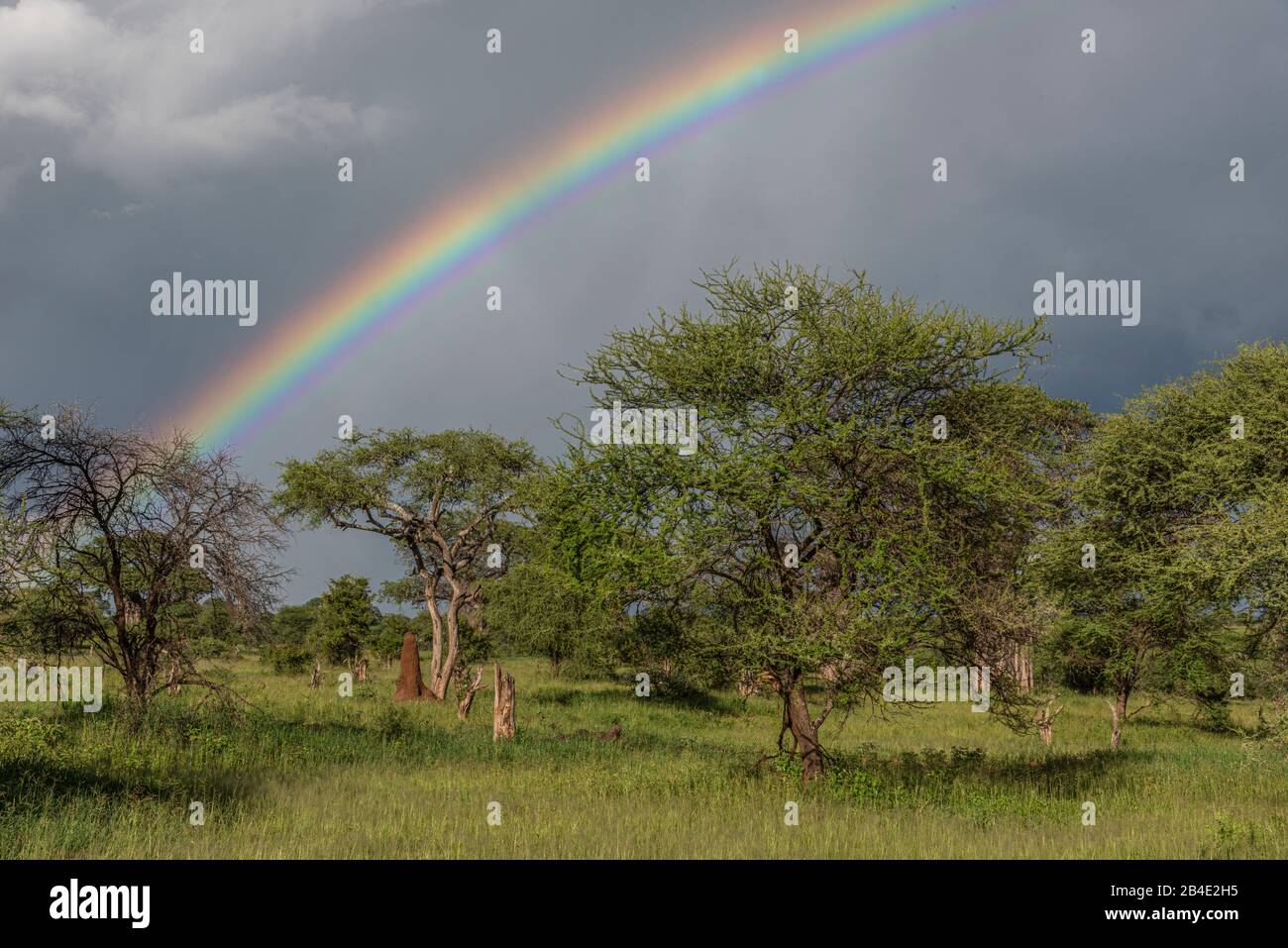 Un safari a pie, tienda y jeep por el norte de Tanzania al final de la temporada de lluvias en mayo. Parques Nacionales Serengeti, Cráter Ngorongoro, Tarangire, Arusha Y El Lago Manyara. Arco iris en el Parque Nacional Tarangire Foto de stock
