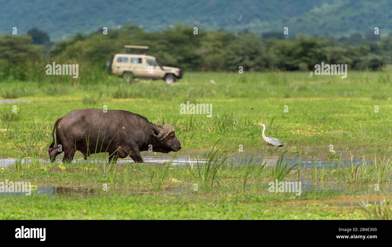 Un safari a pie, tienda y jeep por el norte de Tanzania al final de la temporada de lluvias en mayo. Parque Nacional del Lago Manyara, búfalo Kaffir en el agua, con Safari Jeep en el fondo Foto de stock