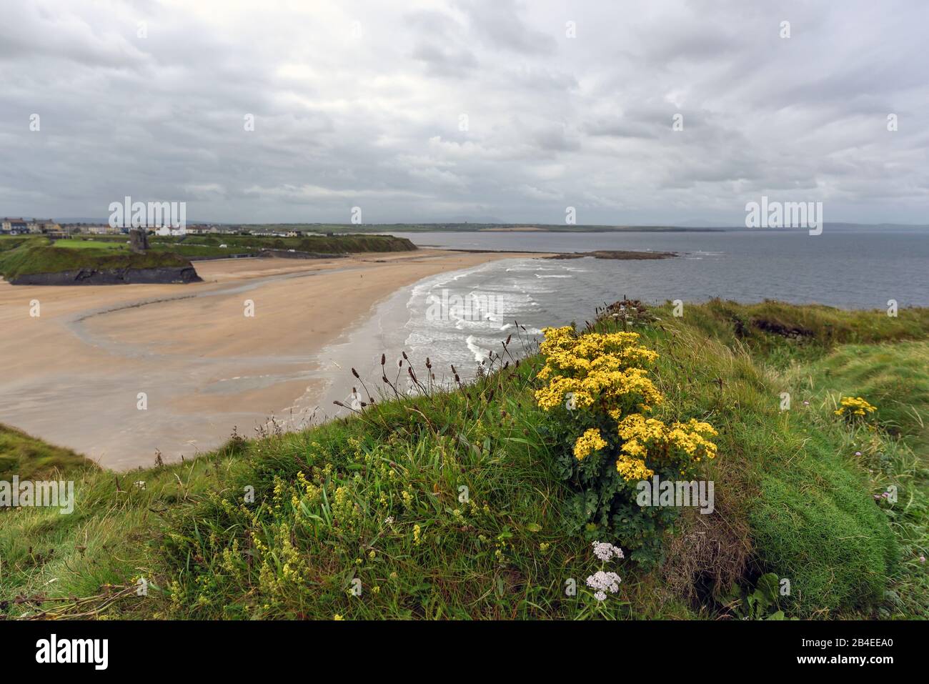 Irlanda, Kerry, Ballybunnion, vista en la bahía desierta de la playa en verano en la costa atlántica salvaje de Irlanda, enmarcada por rocas verdes y flores amarillas en el primer plano Foto de stock