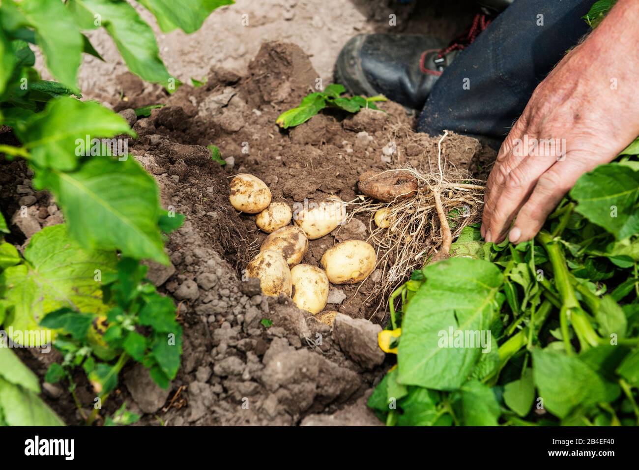 Agricultura, agricultura orgánica, horticultura, cultivo de hortalizas, cultivo de campo, el agricultor cava las patatas Foto de stock