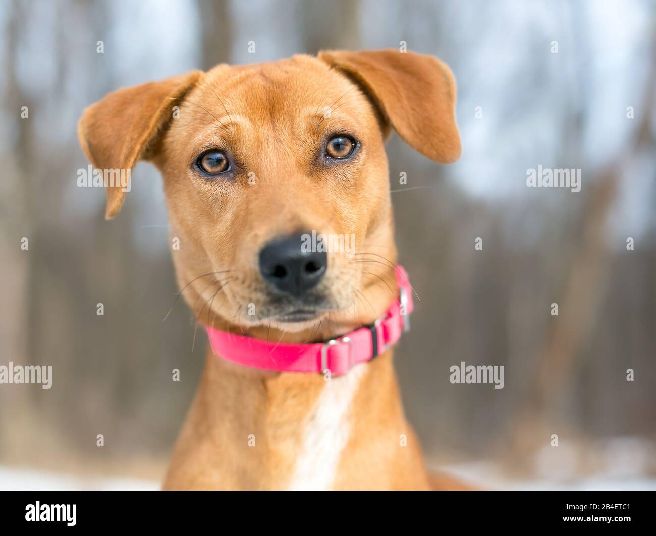 Un joven perro de raza mixta Terrier con orejas floppy al aire libre Foto de stock