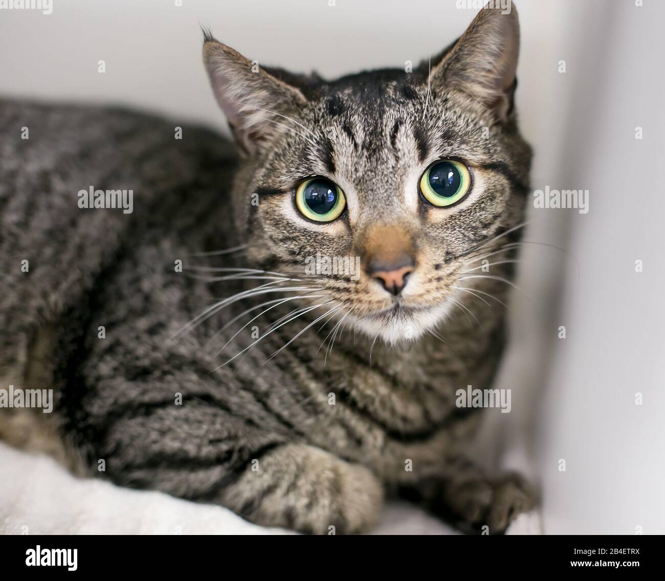 Un gato doméstico de shortair con ojos grandes y pupilas dilatadas Foto de stock