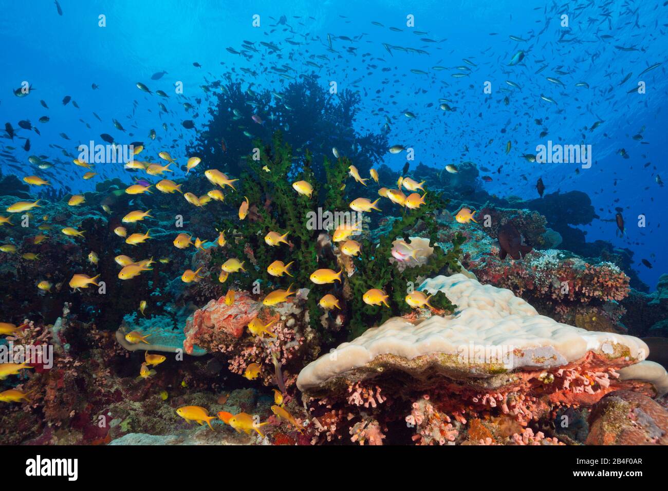 Arrecifes de coral ricos en especies, Tufi Mar, Islas Salomón, Papua Nueva Guinea Foto de stock