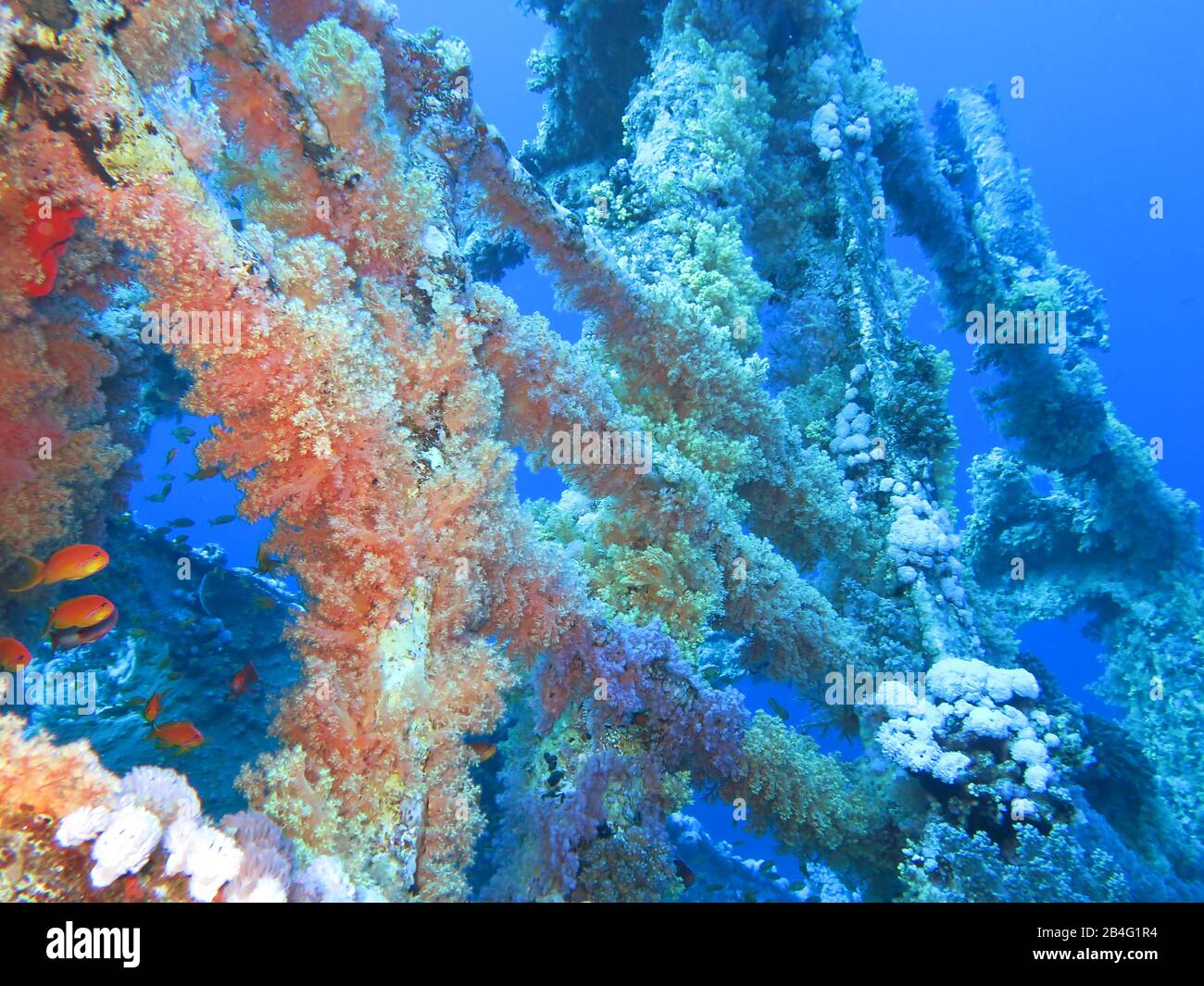 Rack Numidia, Korallen, Brother Islands, Rotes Meer, Aegypten / Ägypten Foto de stock