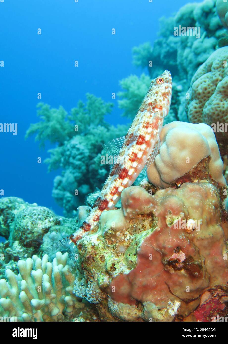 Eidechsenfisch (Synodus Variegatus), Korallen, Islas Brother, Rotes Meer, Aegypten / Ägypten Foto de stock