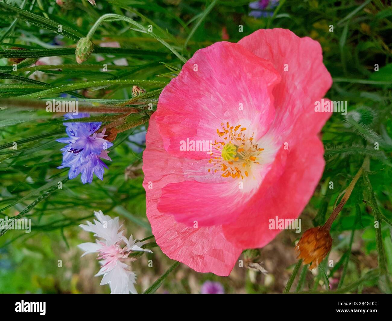 Cama de jardín con flor de amapola Foto de stock