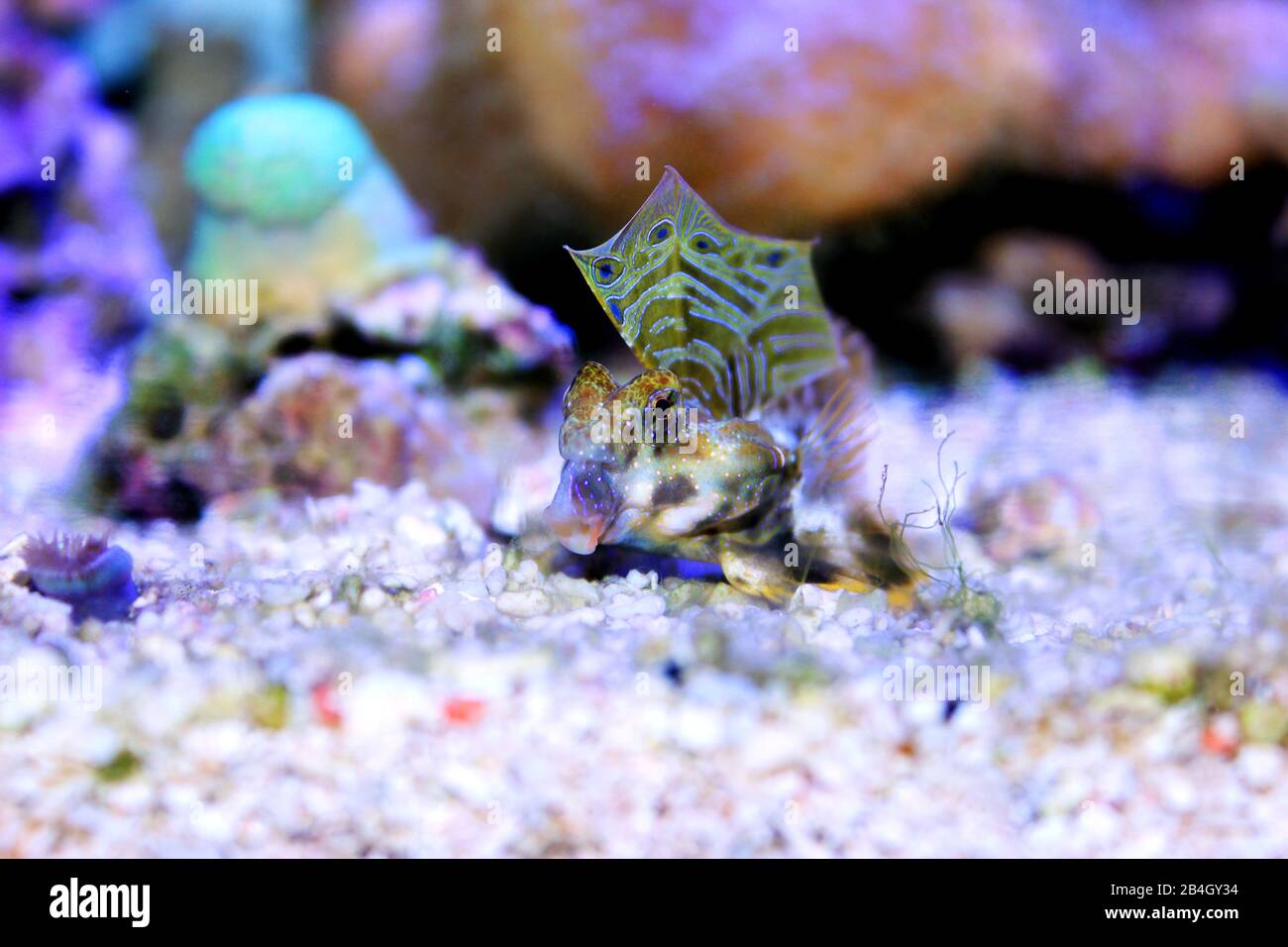 Scooter Blenny - (Synchiropus Ocellatus Fotografía de stock - Alamy