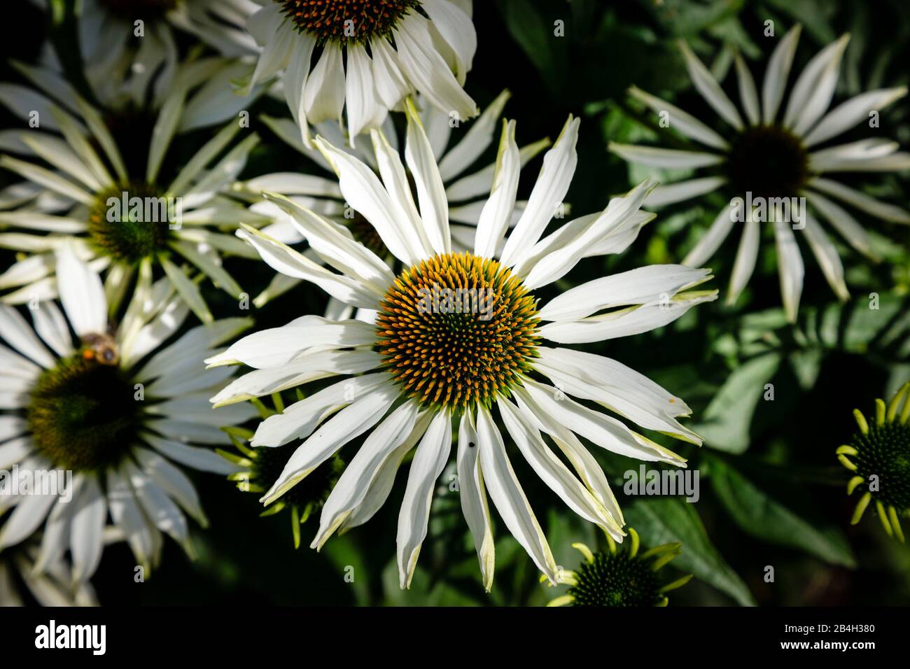 Equinácea, flor de la conebora, primer plano de flores en el jardín Foto de stock