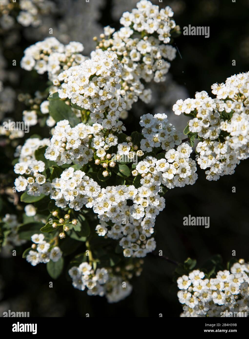 Flores Blancas En Arbusto Fotos e Imágenes de stock - Alamy