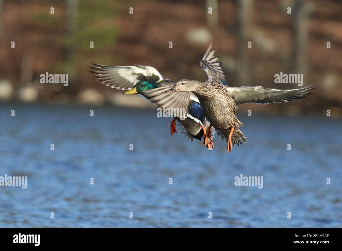 Un par de patos mallard Anas platyrhynchos volando en un lago azul en invierno Foto de stock