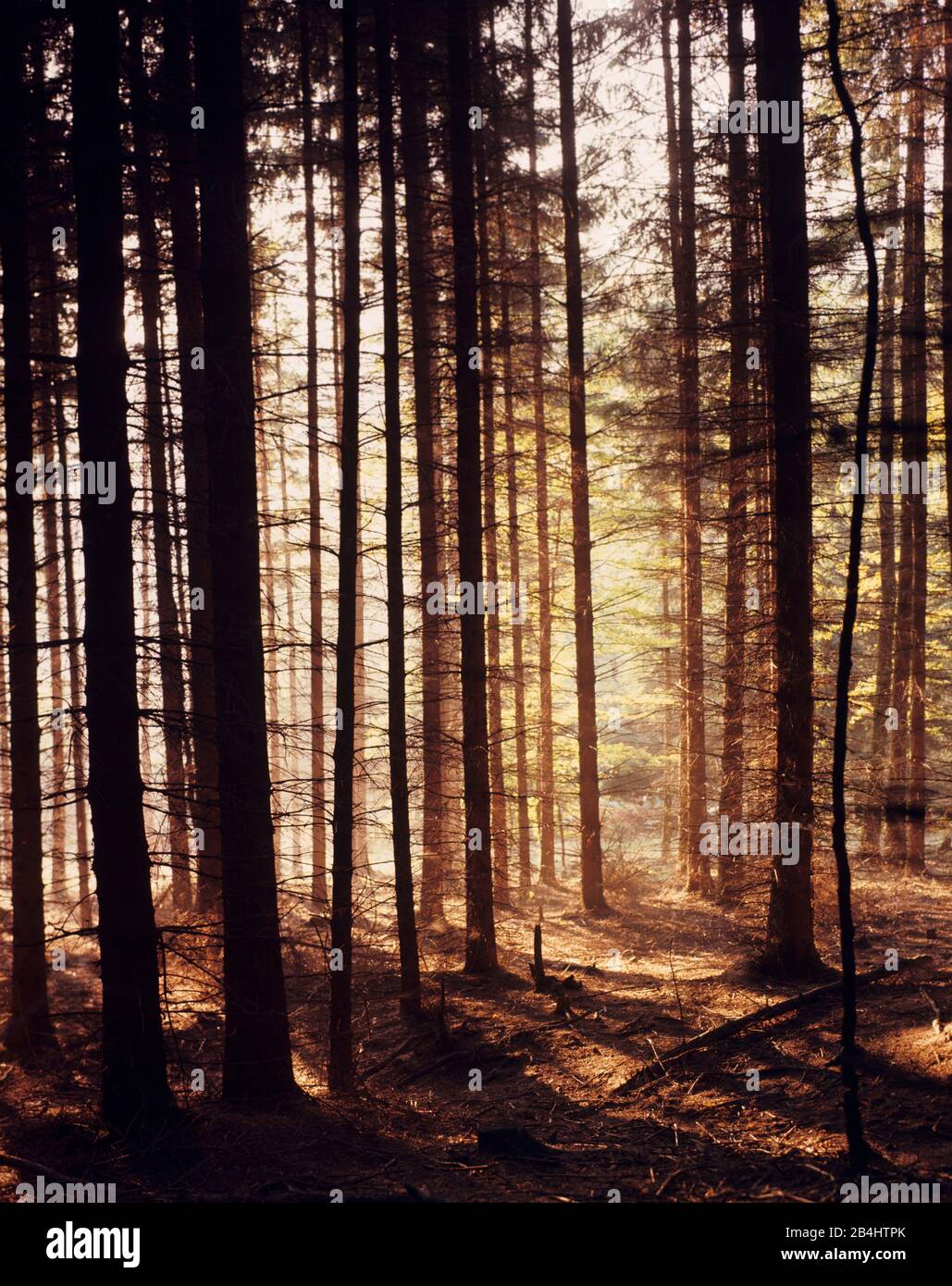 Bosque ribereño en otoño Foto de stock