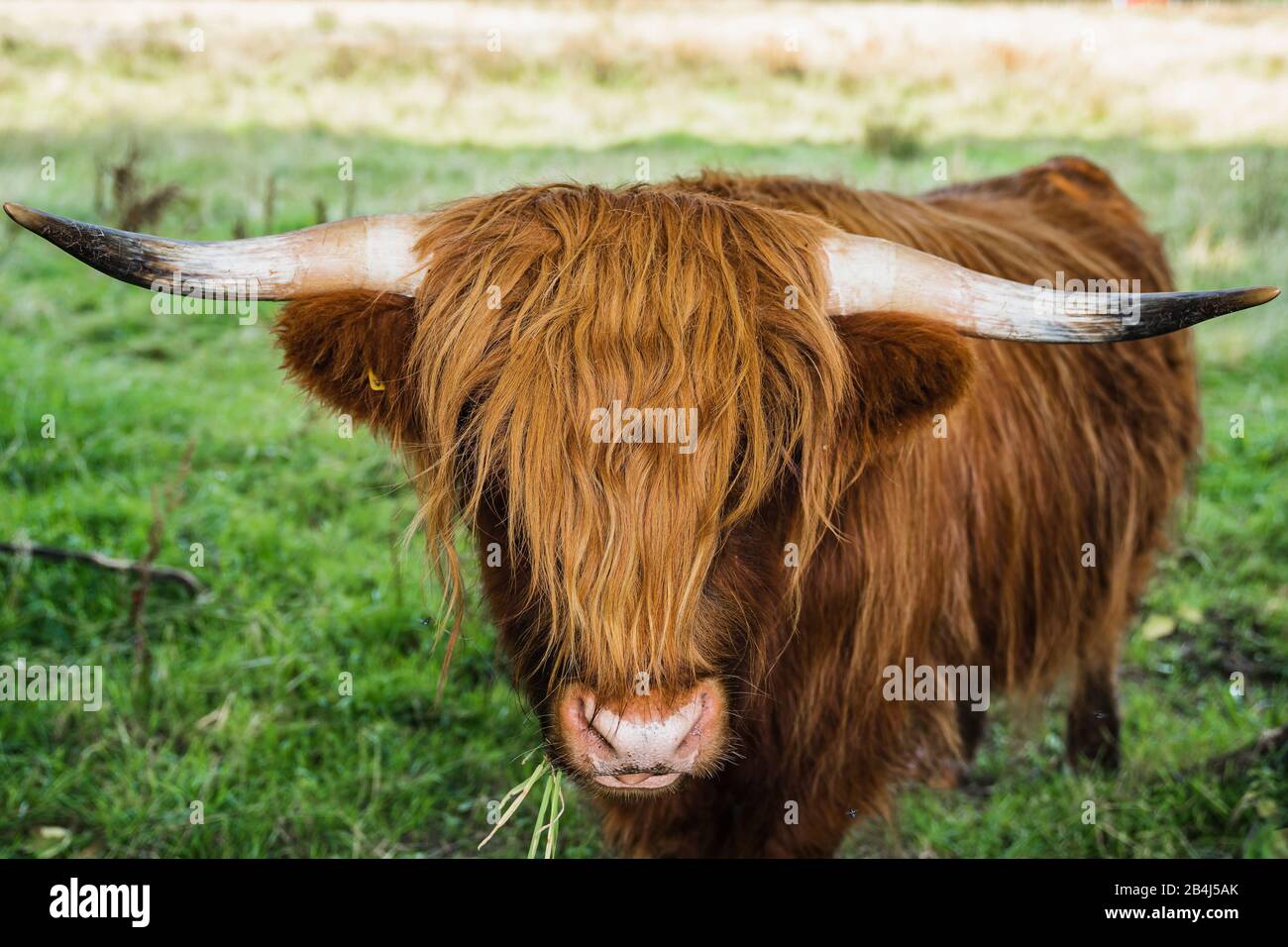 Highland ganado, Escocia, Reino Unido, Europa Foto de stock