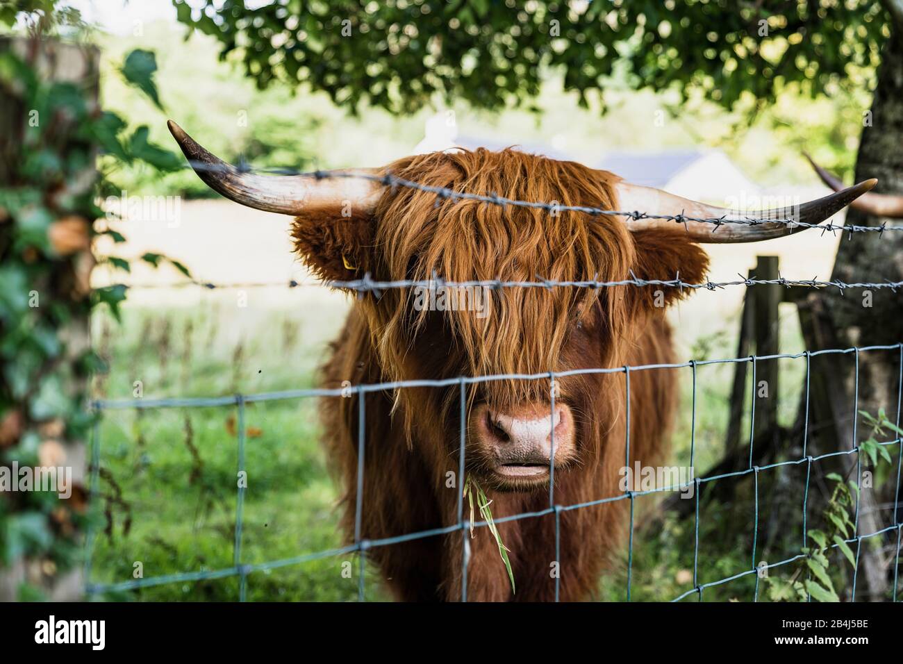 Highland ganado, Escocia, Reino Unido, Europa Foto de stock