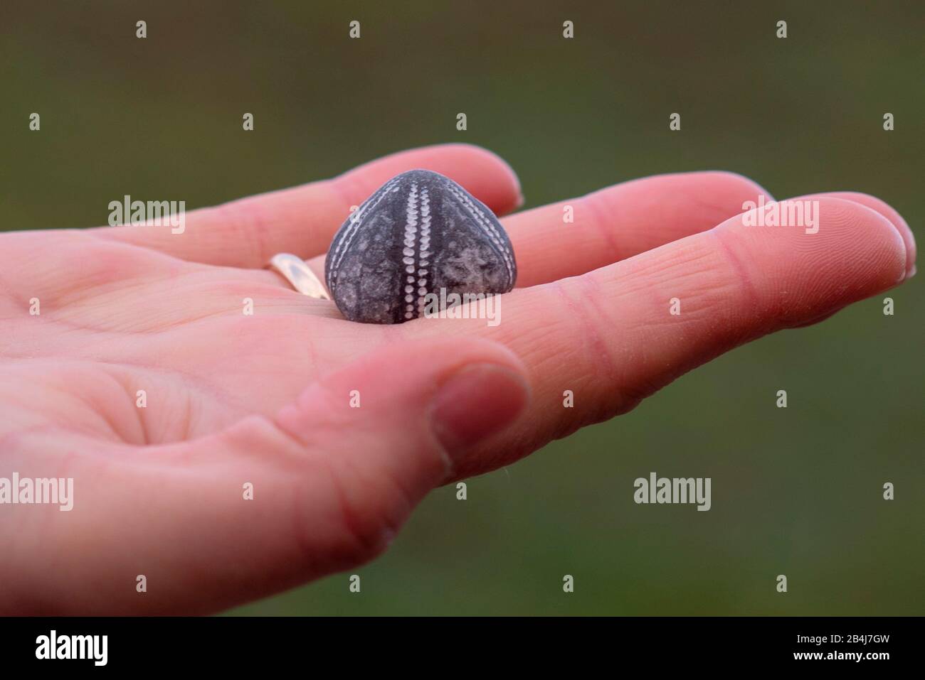 En una mano con un anillo de boda se encuentra un erizo de mar petrificado, Mar Báltico, rico en fósiles. Foto de stock