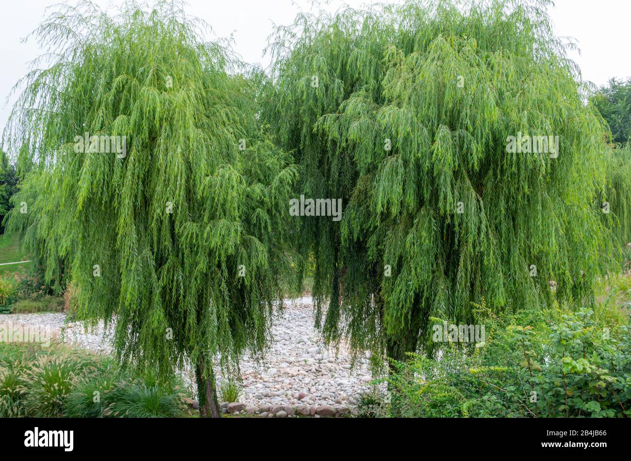 Ramitas de sauce llorón fotografías e imágenes de alta resolución Alamy