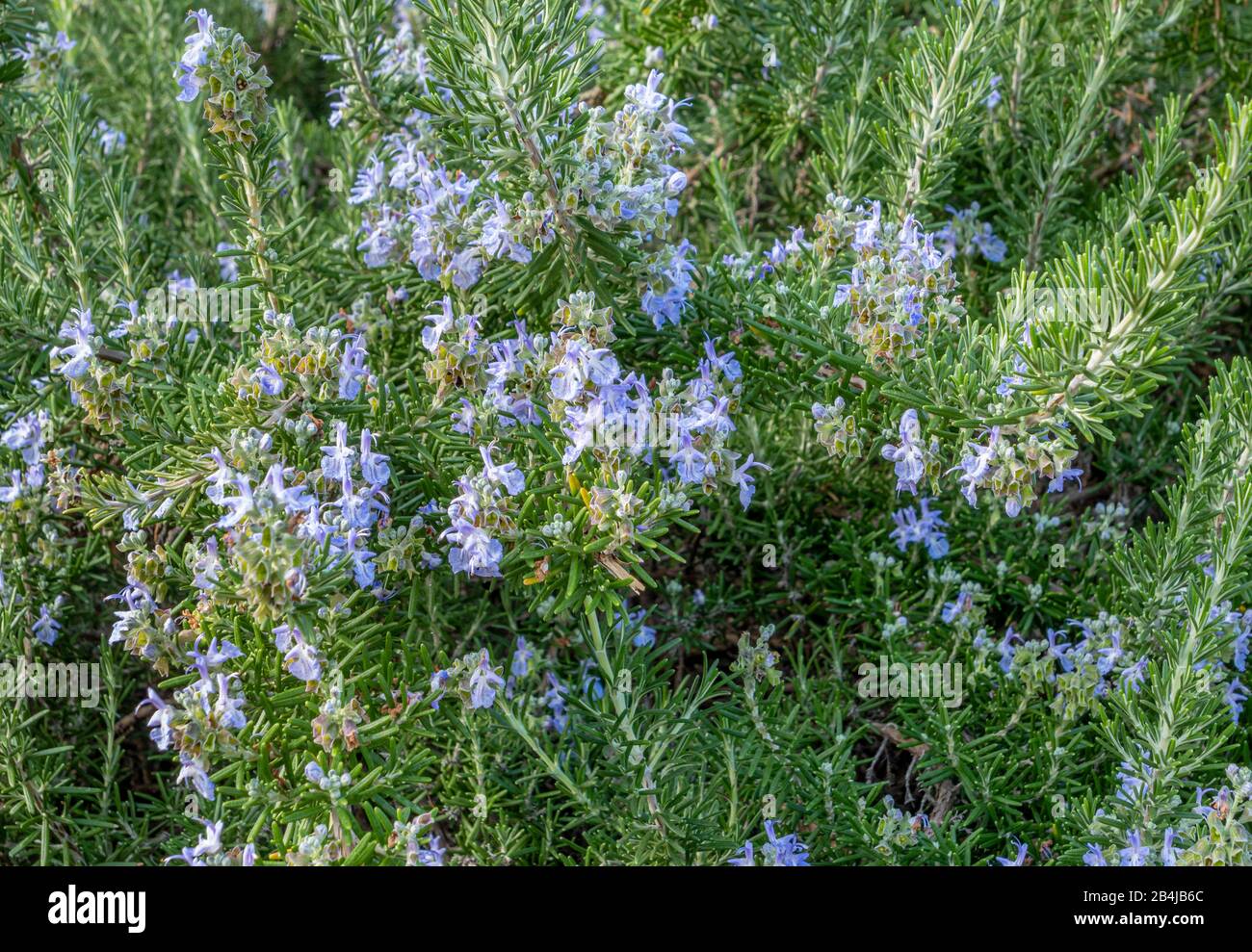 Florecimiento de romero (Rosmarinus officinalis), Castelnuovo, Véneto, Italia, Europa Foto de stock