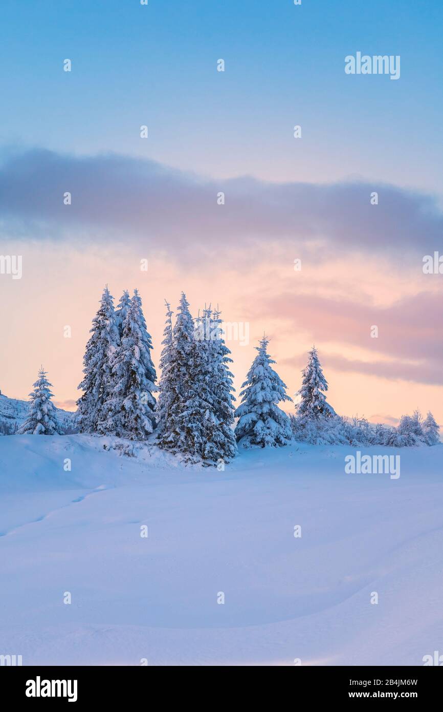 Abetos cubiertos de nieve al atardecer, meseta de pralongia-€ , Corvara en Badia, valle de Badia, Tirol del Sur, Italia, Europa Foto de stock