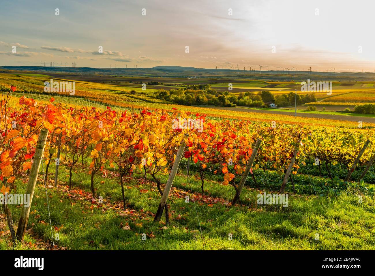 Otoño en el viñedo en un paisaje suavemente ondulado en Rheinhessen, ricos colores brillantes en octubre, ambiente nocturno con luz cálida, Octubre de Oro en su mejor momento, Foto de stock