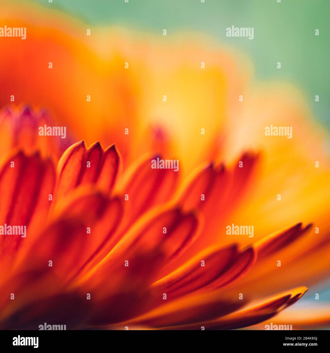 Flor de naranja, detalle Foto de stock