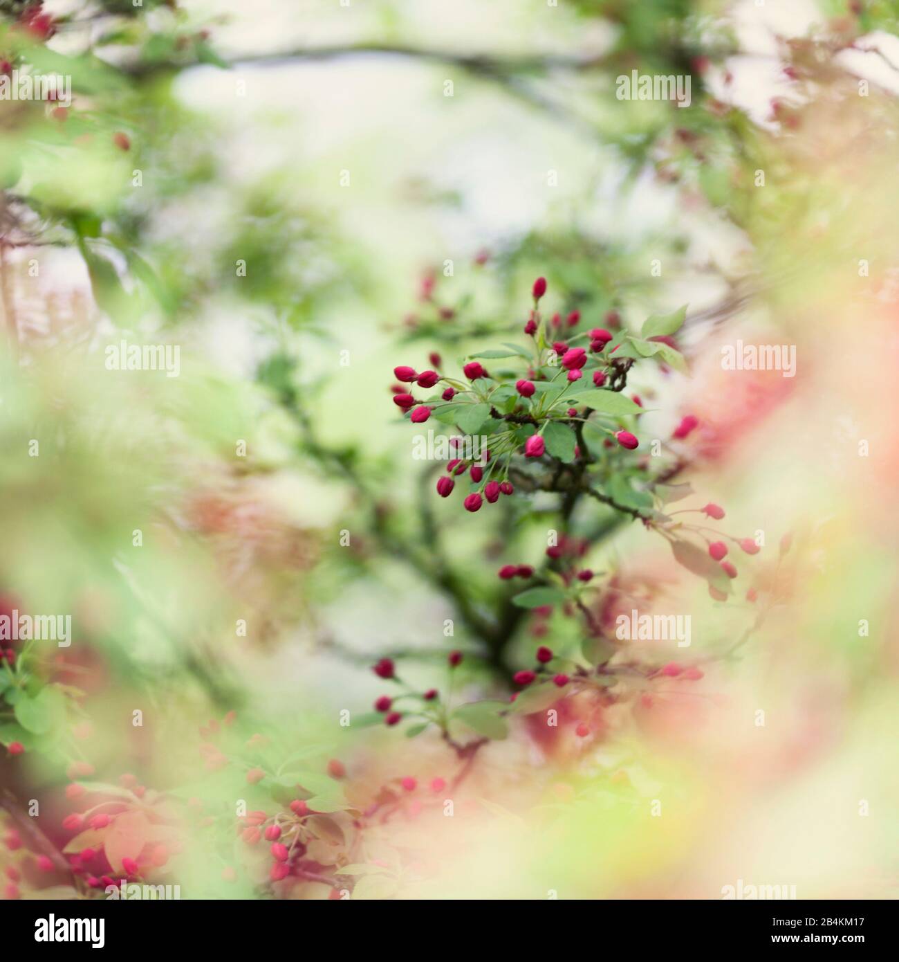 Enciéndeme árbol de flores fotografías e imágenes de alta resolución -  Página 4 - Alamy