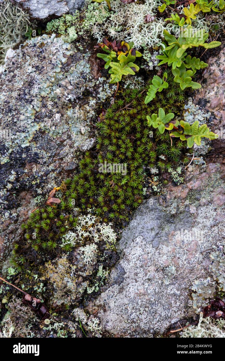 Plantas que crecen en las rocas fotografías e imágenes de alta resolución -  Alamy