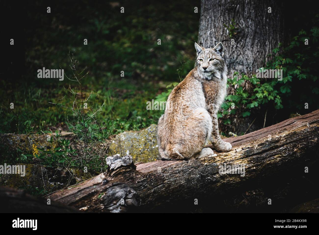 Lynx, Lynx, Felidae, se sienta sobre un tronco de árbol viejo Foto de stock