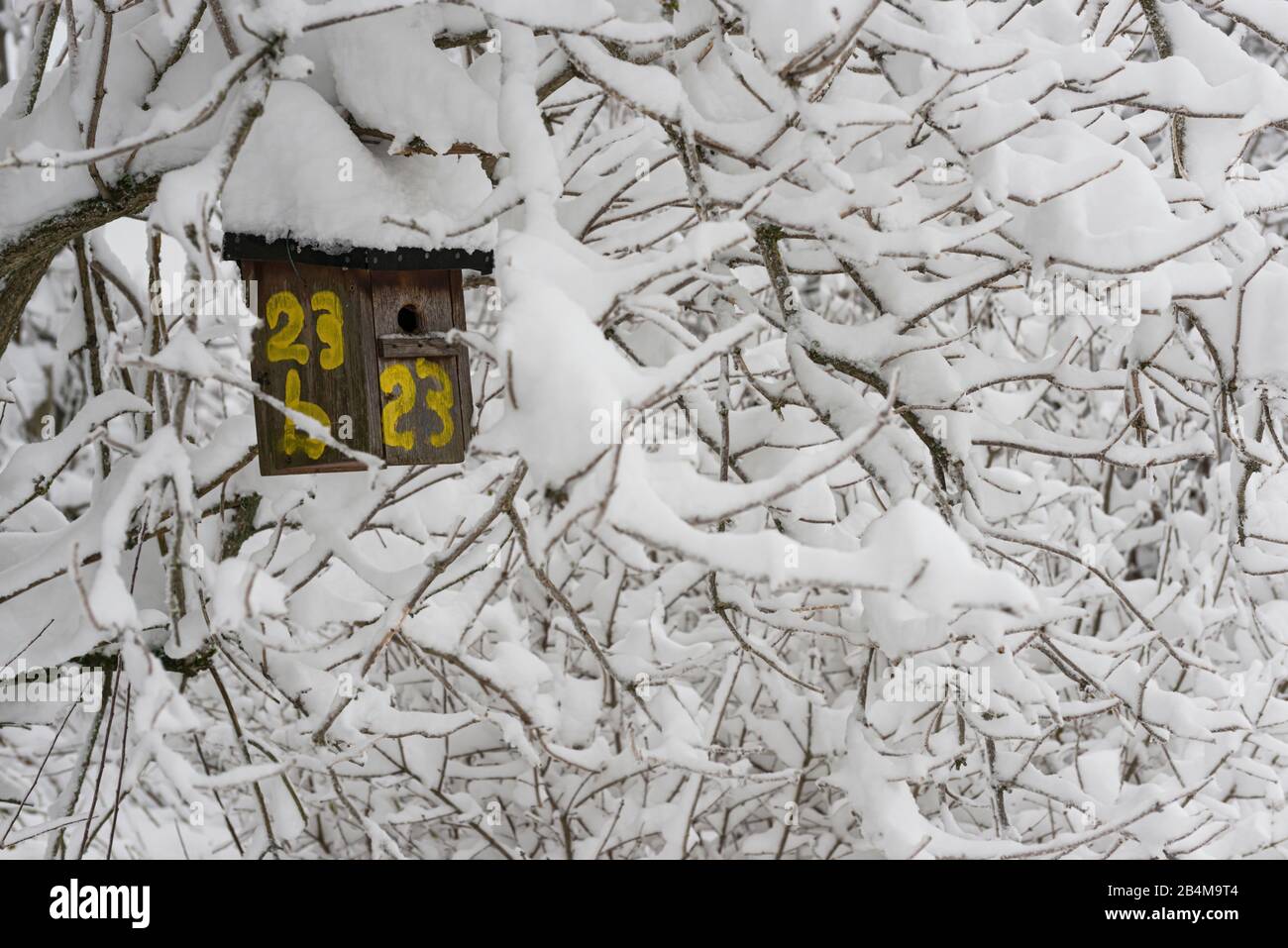 Alemania, Baden-Wuerttemberg, Alb Suabia, Hülben, caja de aves y arbustos cubiertos de nieve Foto de stock