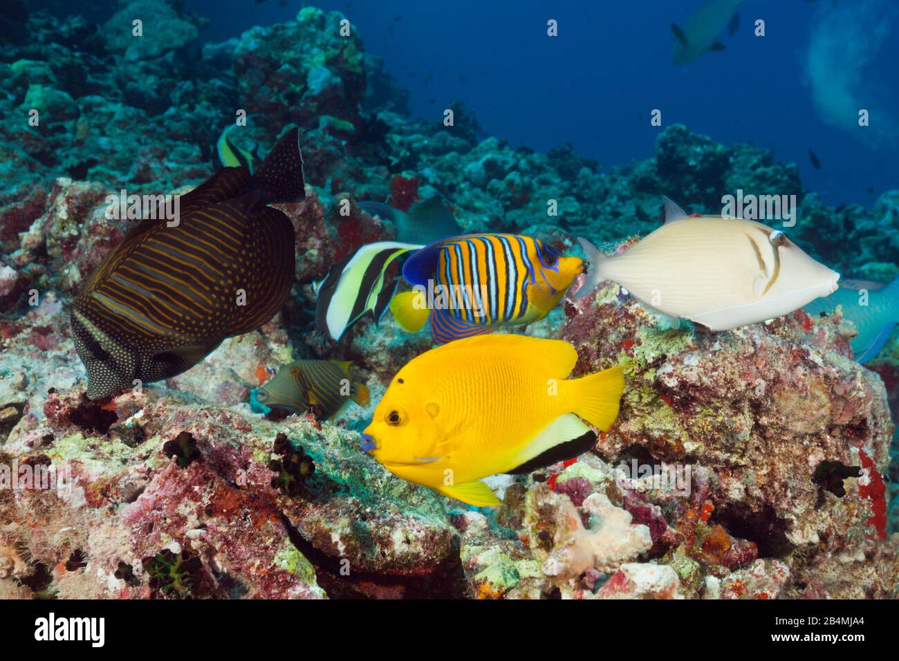 Peces de coral coloreados, North Male Atoll, Maldivas, Océano Índico Foto de stock