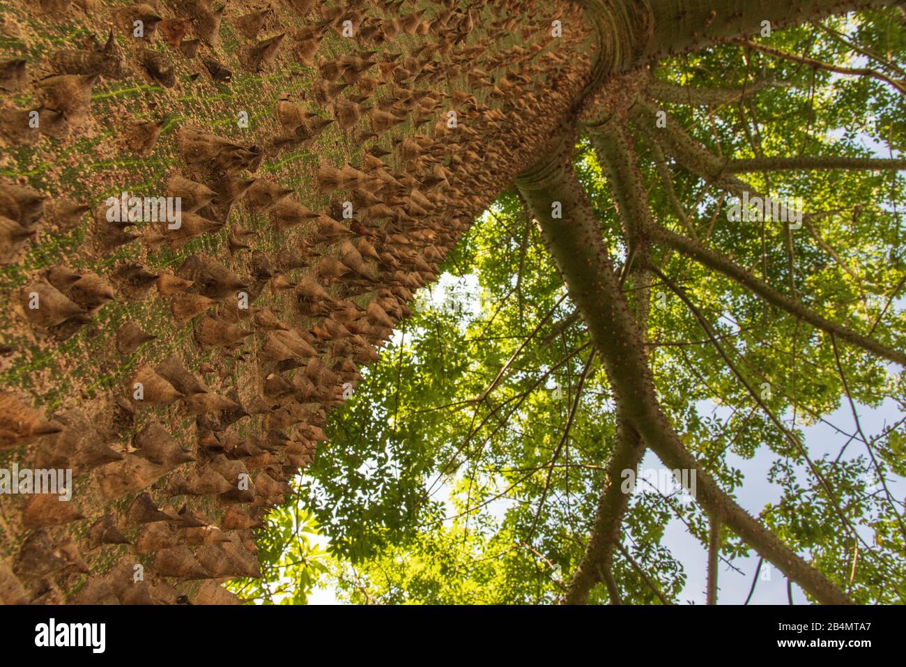 Tres espinas fotografías e imágenes de alta resolución - Alamy