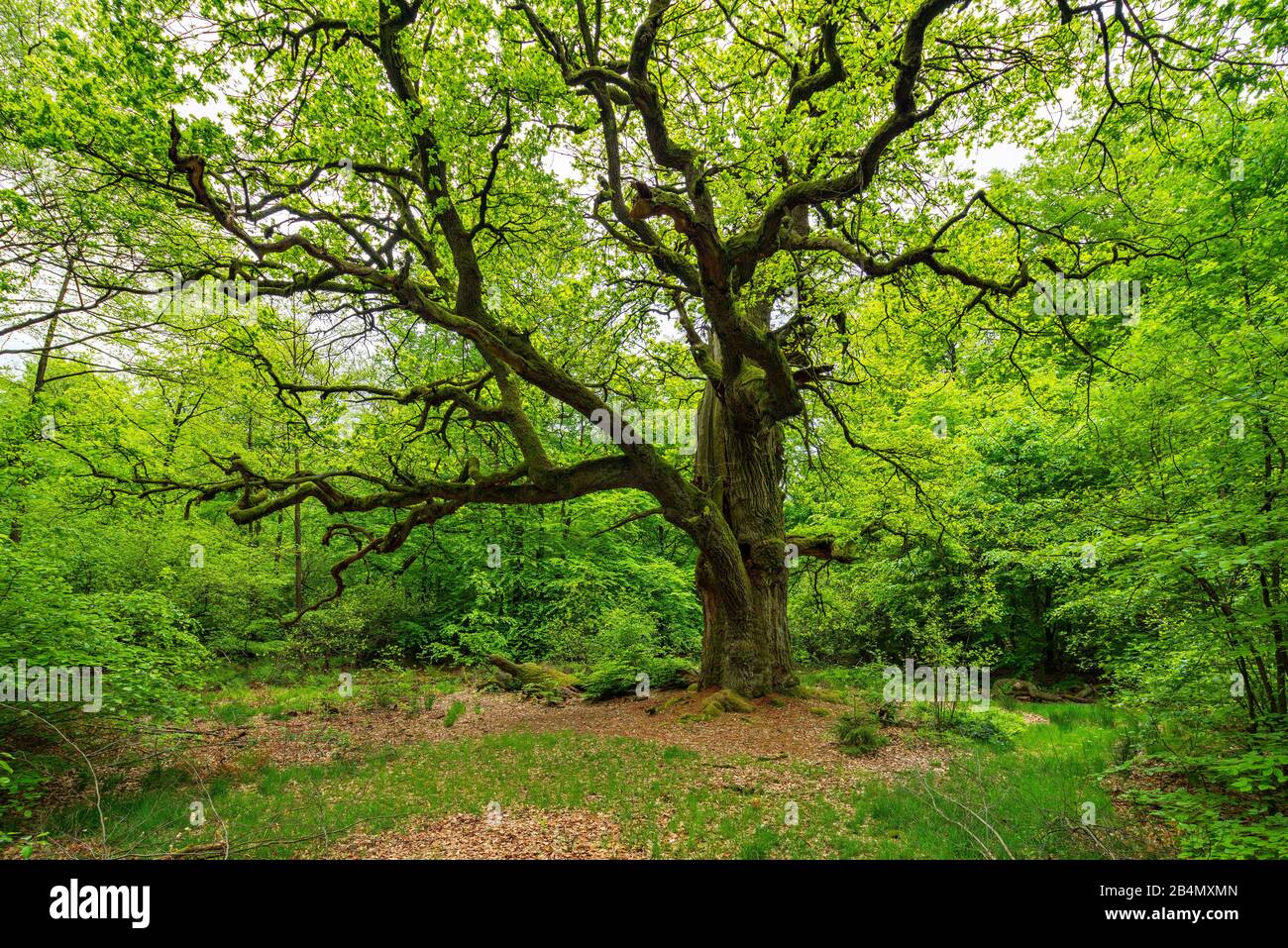 Roble viejo y enorme roblado (Quercus robur) en la limpieza en bosque verde en primavera, ramas cubiertas de musgo, vegetación fresca, antiguo sombrero, Reinhardswald, Hesse, Alemania Foto de stock