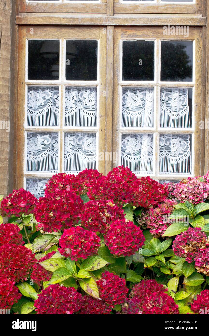 Hidrangeas rojas en frente de la ventana con cortinas blancas. En Runan, municipio francés con 233 habitantes en la región de Bretaña, en el departamento de Côtes-d'Armor. Foto de stock