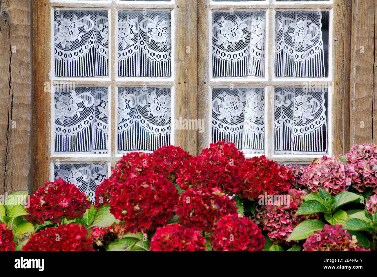 Hidrangeas rojas en frente de la ventana con cortinas blancas. En Runan, municipio francés con 233 habitantes en la región de Bretaña, en el departamento de Côtes-d'Armor. Foto de stock