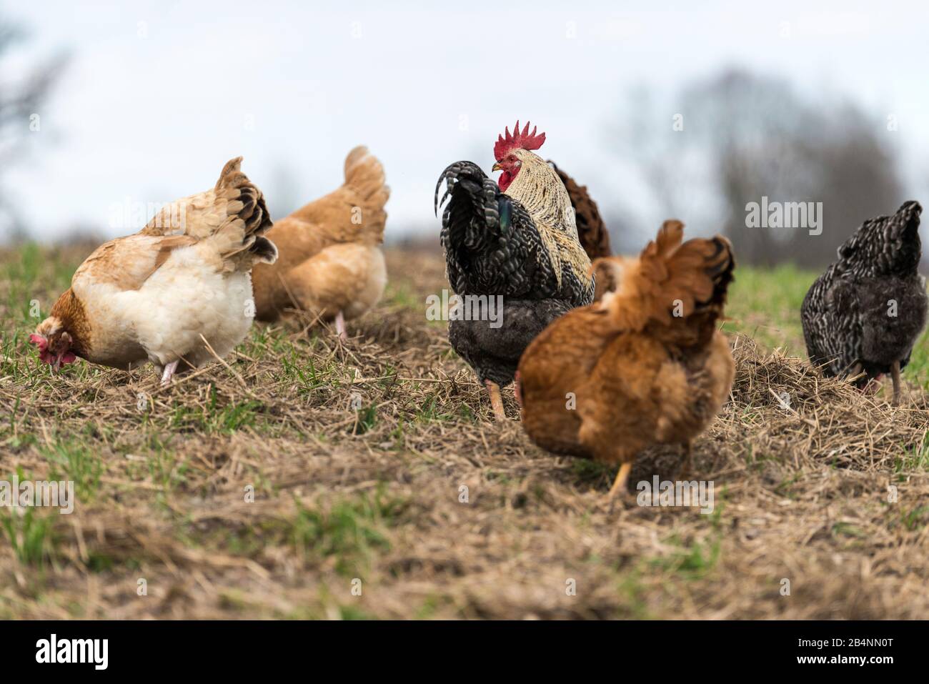 pollos de la gama libre, granja Foto de stock