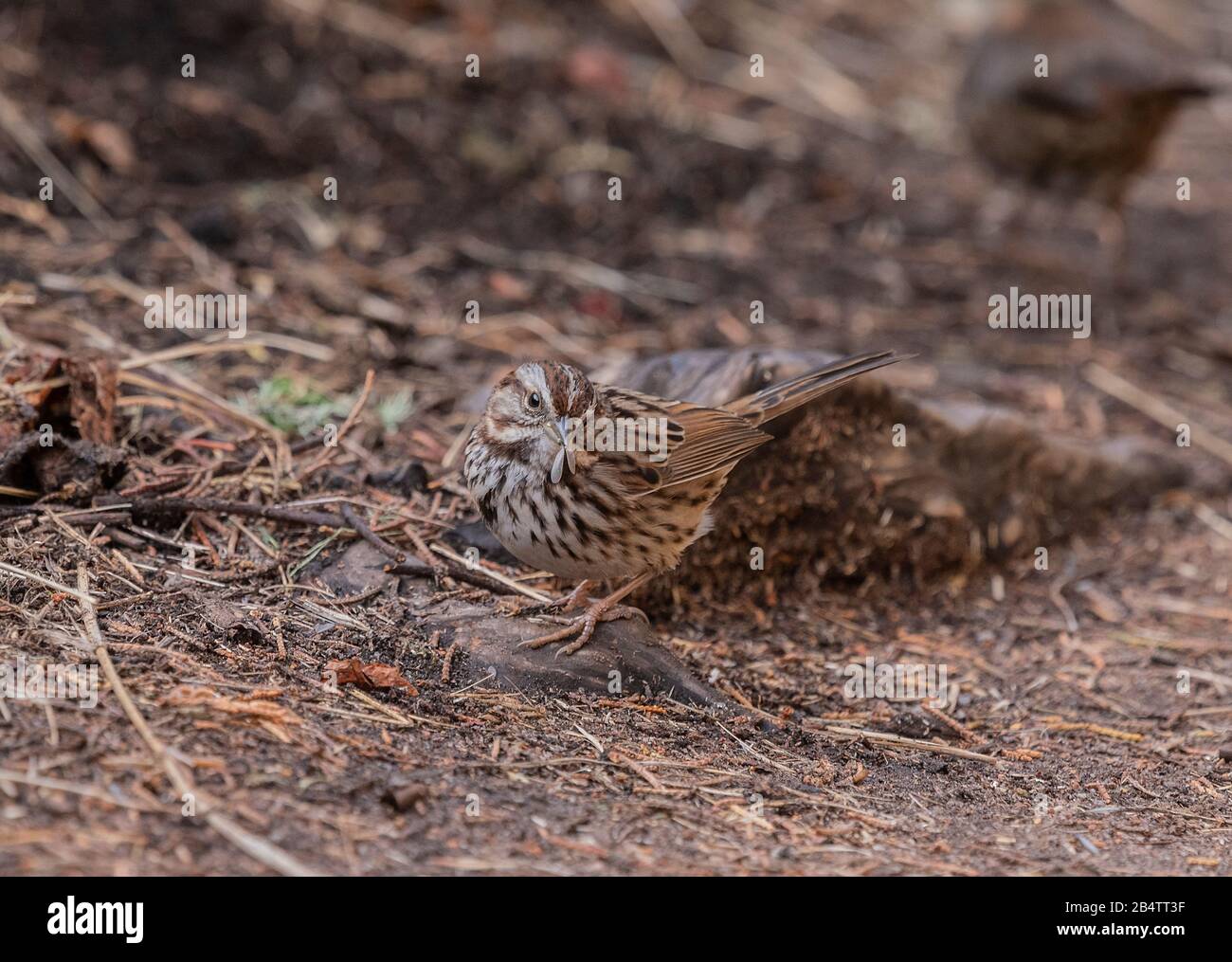 El gorrión de Lincoln, Melospiza lincolnii, alimentándose de termitas aladas emergentes, Reticulitermes hesperus en el suelo del bosque, después de la lluvia. Foto de stock
