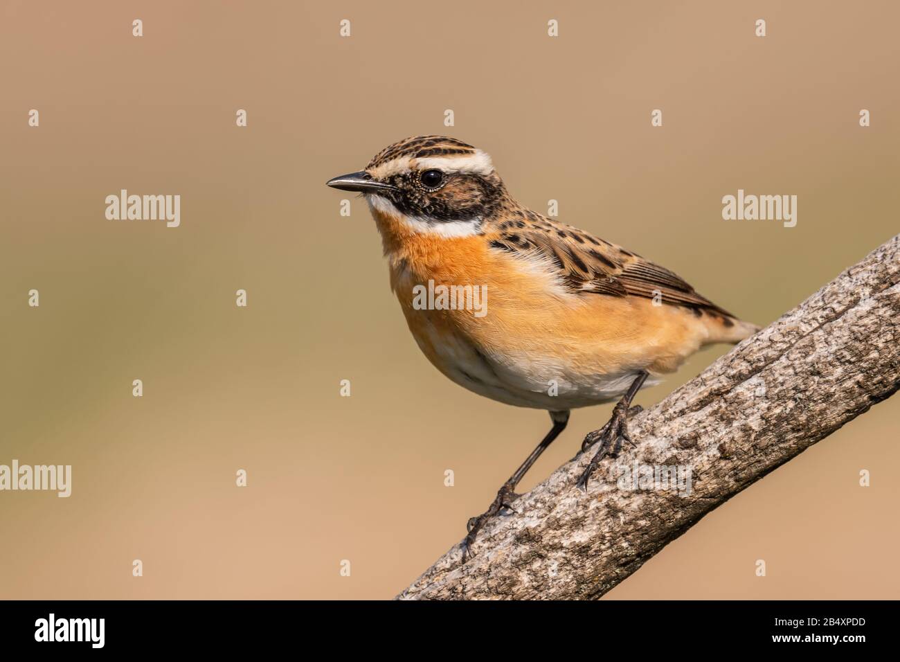 Whinchat - Sajicola rubetra, hermoso pájaro percejo de colores de praderas y praderas europeas, Hortobagy, Hungría. Foto de stock