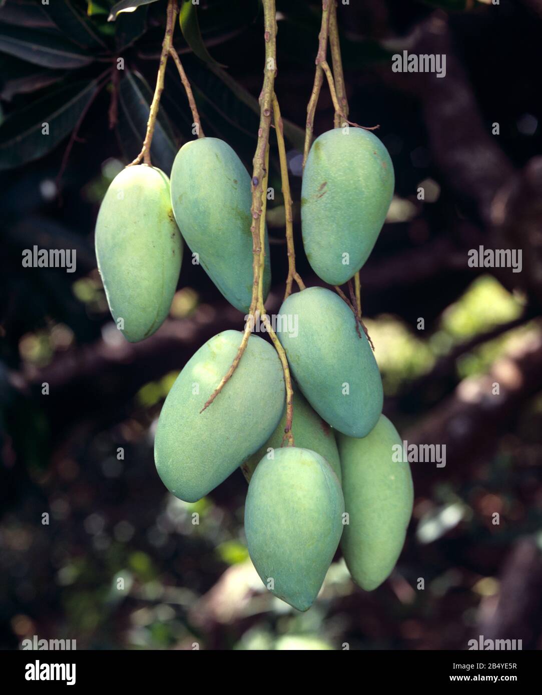 Manojo de mango verde maduro (Mangifera indica) en el árbol, Isla Guimaras, Filipinas, febrero Foto de stock