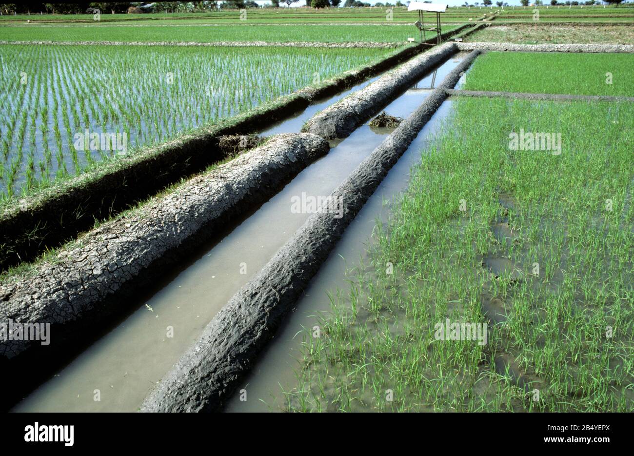 Recién reparado, impuestos de barro limpio para el agua de riego en los campos de arroz de arroz con semillas jóvenes, Luzon, Filipinas Foto de stock