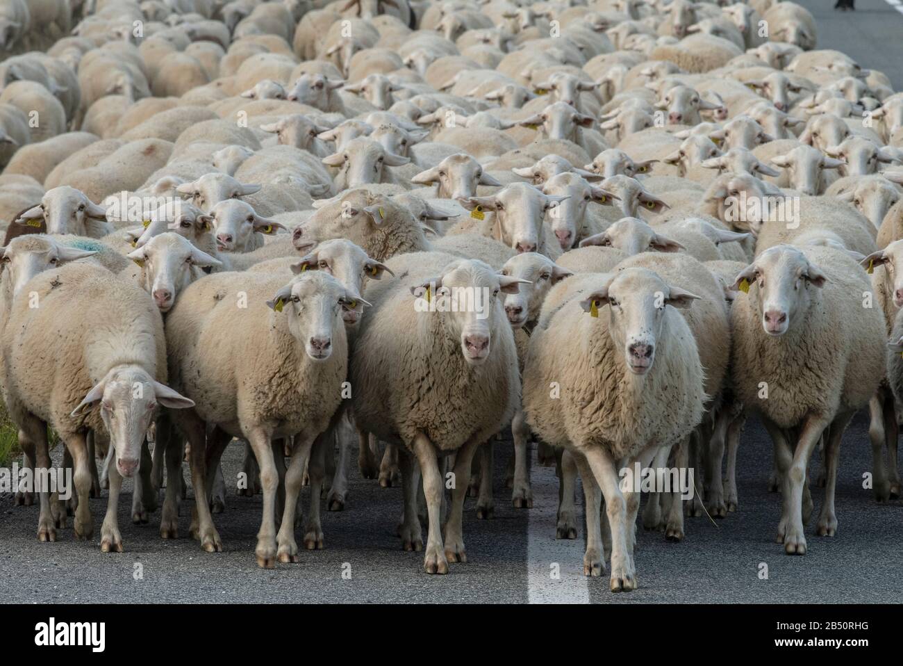 Gran rebaño de ovejas que bajan de los Pirineos aragoneses en trashumancia otoñal. España. Foto de stock